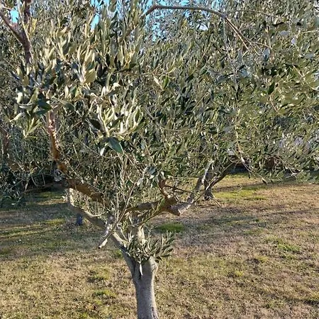 Hisa Sterna - Well House * Zgornje Skofije